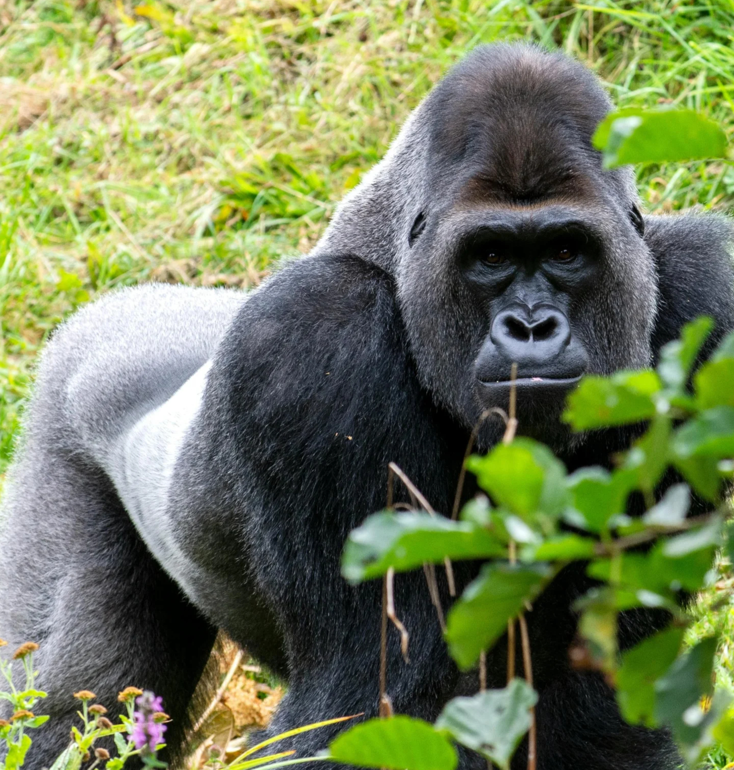 Mountain Gorilla Close-up